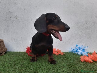 Teckel perros - Anuncio 33