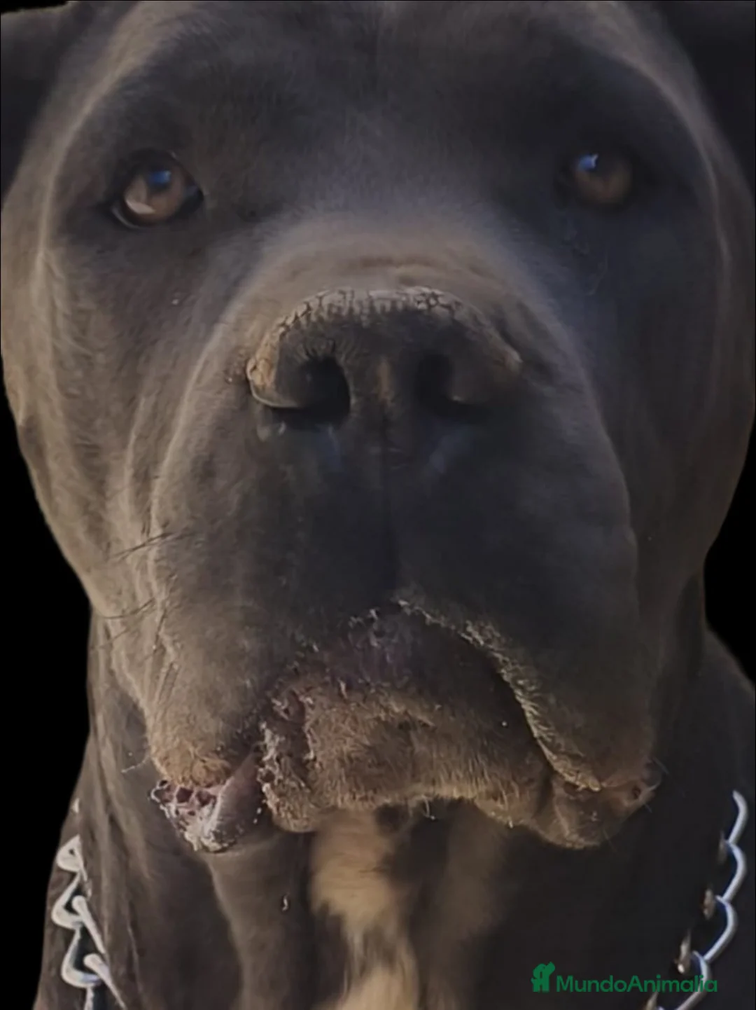 Cane Corso perros en venta: Cane corso  - Anuncio 6