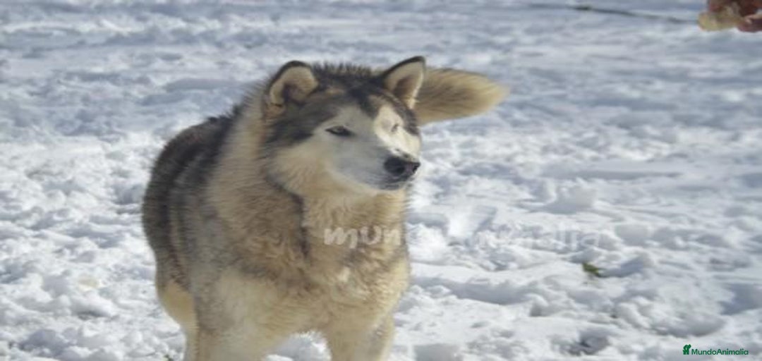 Imagen de galería {{count}}