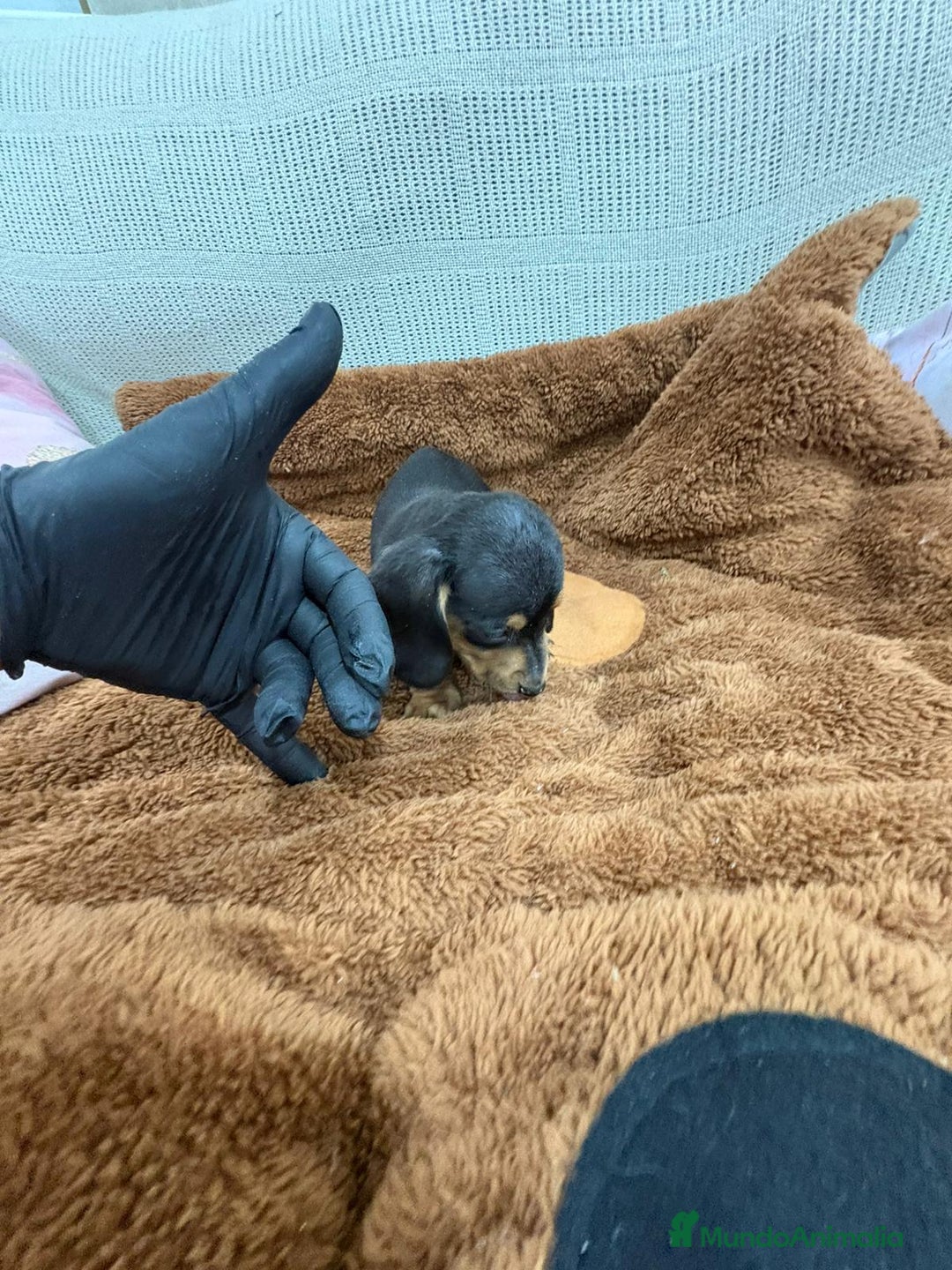 Teckel Miniatura perros en venta: Teckel kaninchen  - Anuncio 4