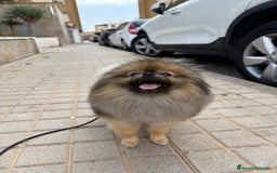 Pomerania perros para monta: Disponible para monta — Pomerania macho - Imagen 4