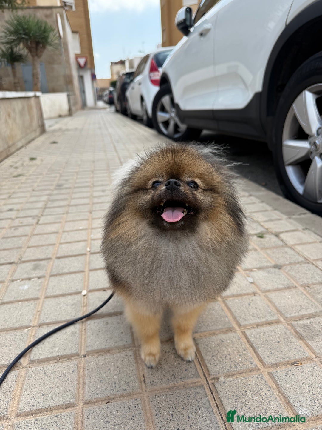 Pomerania perros para monta: Disponible para monta — Pomerania macho - Imagen 4