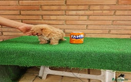 Maltipoo perros en venta: MAltipoo  toy miniatura - Imagen 3
