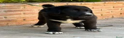 Mastín Español perros en venta: Cachorros líneas funcionales  - Anuncio 2