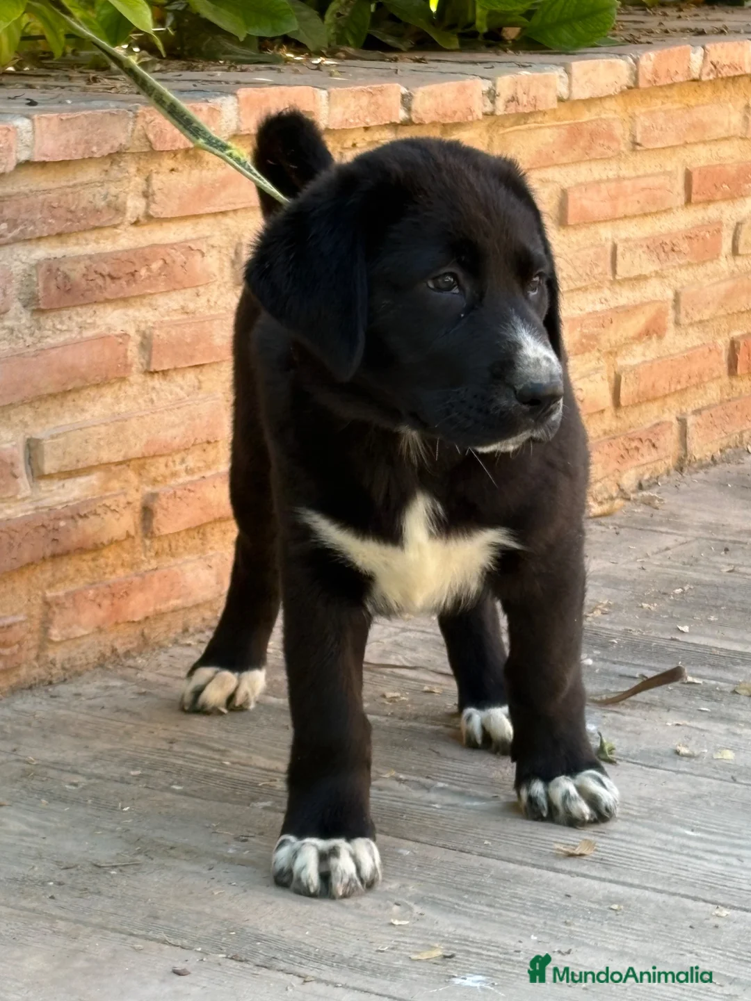 Mastín Español perros en venta: Cachorros líneas funcionales  - Anuncio 2