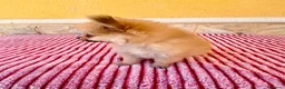 Pomerania perros en venta: Pomerania toy  - Anuncio 2