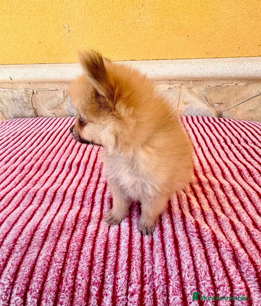 Pomerania perros en venta: Pomerania toy  - Anuncio 2