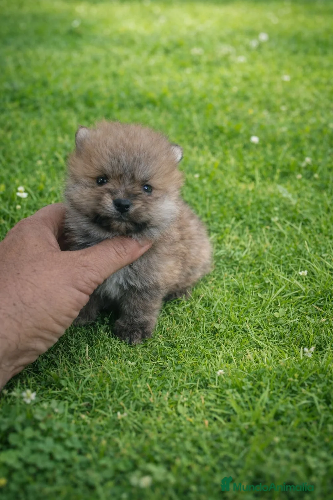 Pomerania perros en venta: PRECIOSO POMERANIA MINI  - Anuncio 1