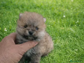 Pomerania perros PRECIOSO POMERANIA MINI - Anuncio 1