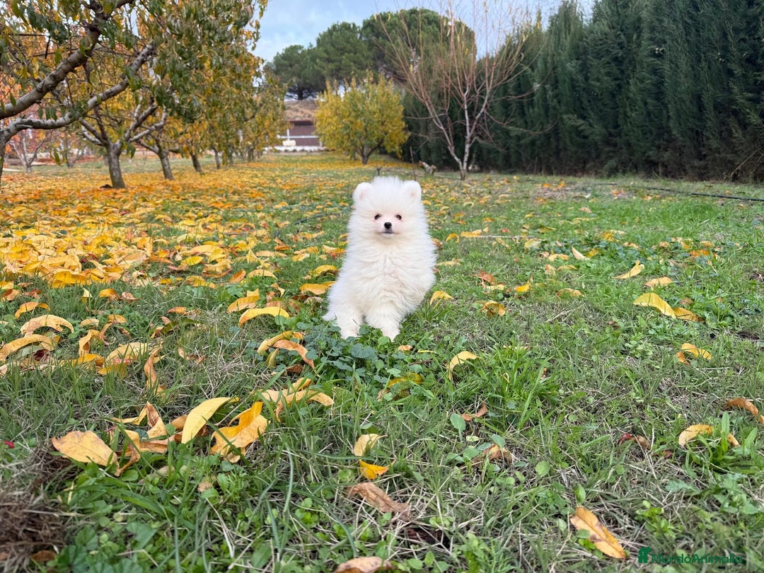 Pomerania perros en venta: Pomerania línea americana Toy !!! - Anuncio 2
