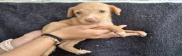 Podenco Andaluz perros en venta: Cachorros podenco andaluz puro - Anuncio 18