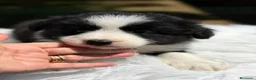 Border Collie perros en venta: BORDER COLLIE BICOLOR DISPONIBLES - Anuncio 3