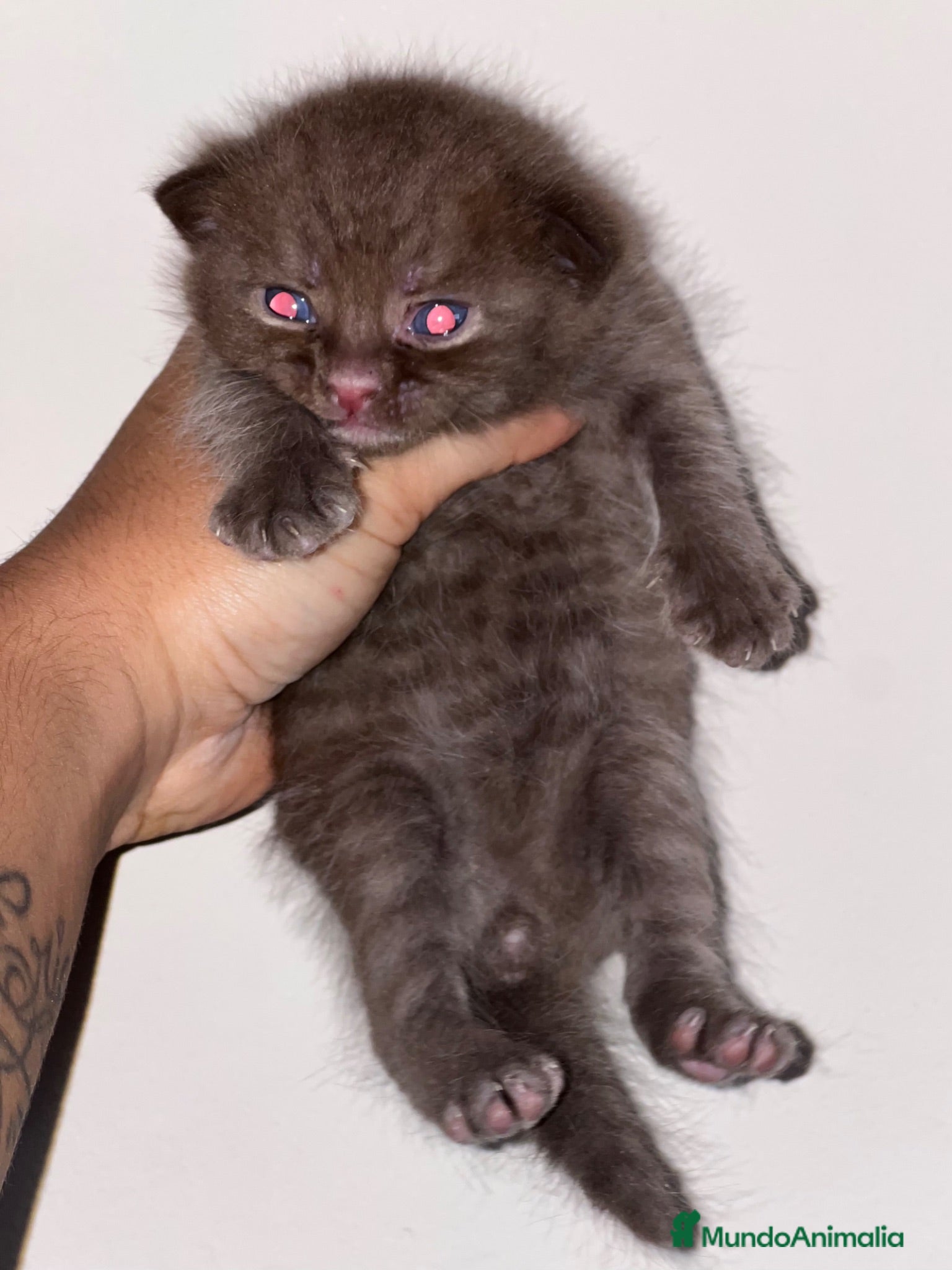 Británico de Pelo Corto gatos MACHITO CHOCOLATE BRITISH SHORTHAIR  - Anuncio 4