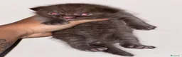 Británico de Pelo Corto gatos en venta: MACHITO CHOCOLATE BRITISH SHORTHAIR  - Anuncio 1