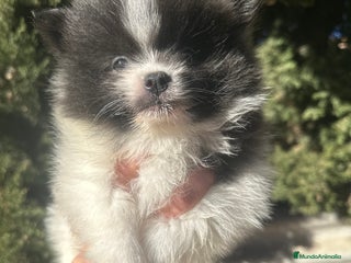 Pomerania perros POMERANIA RUSO DISONIBLE - Anuncio 1