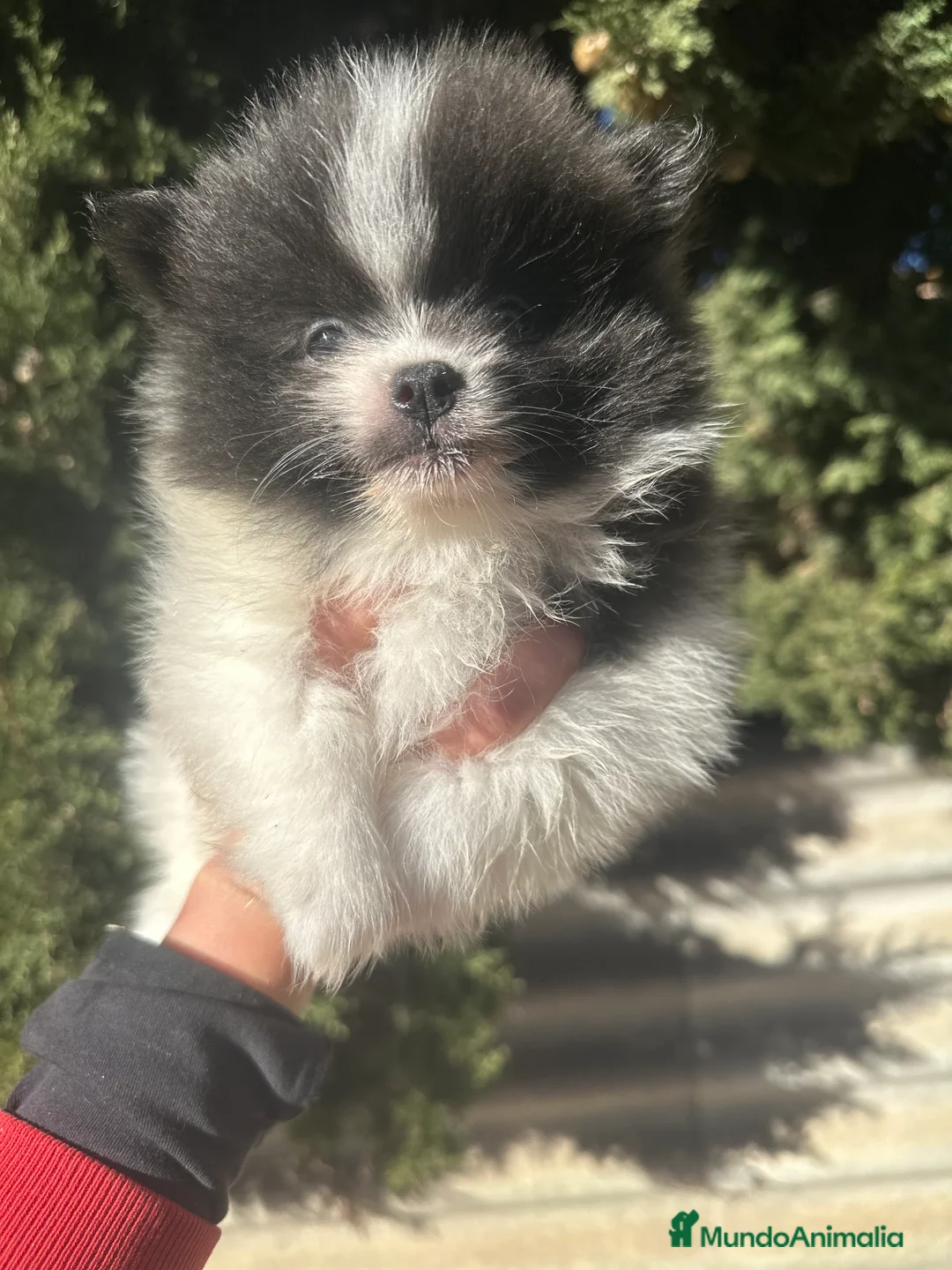 Pomerania perros en venta: POMERANIA RUSO DISONIBLE - Anuncio 1