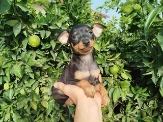 Pinscher Miniatura perros - Anuncio 1