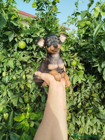 Pinscher Miniatura perros - Anuncio 1