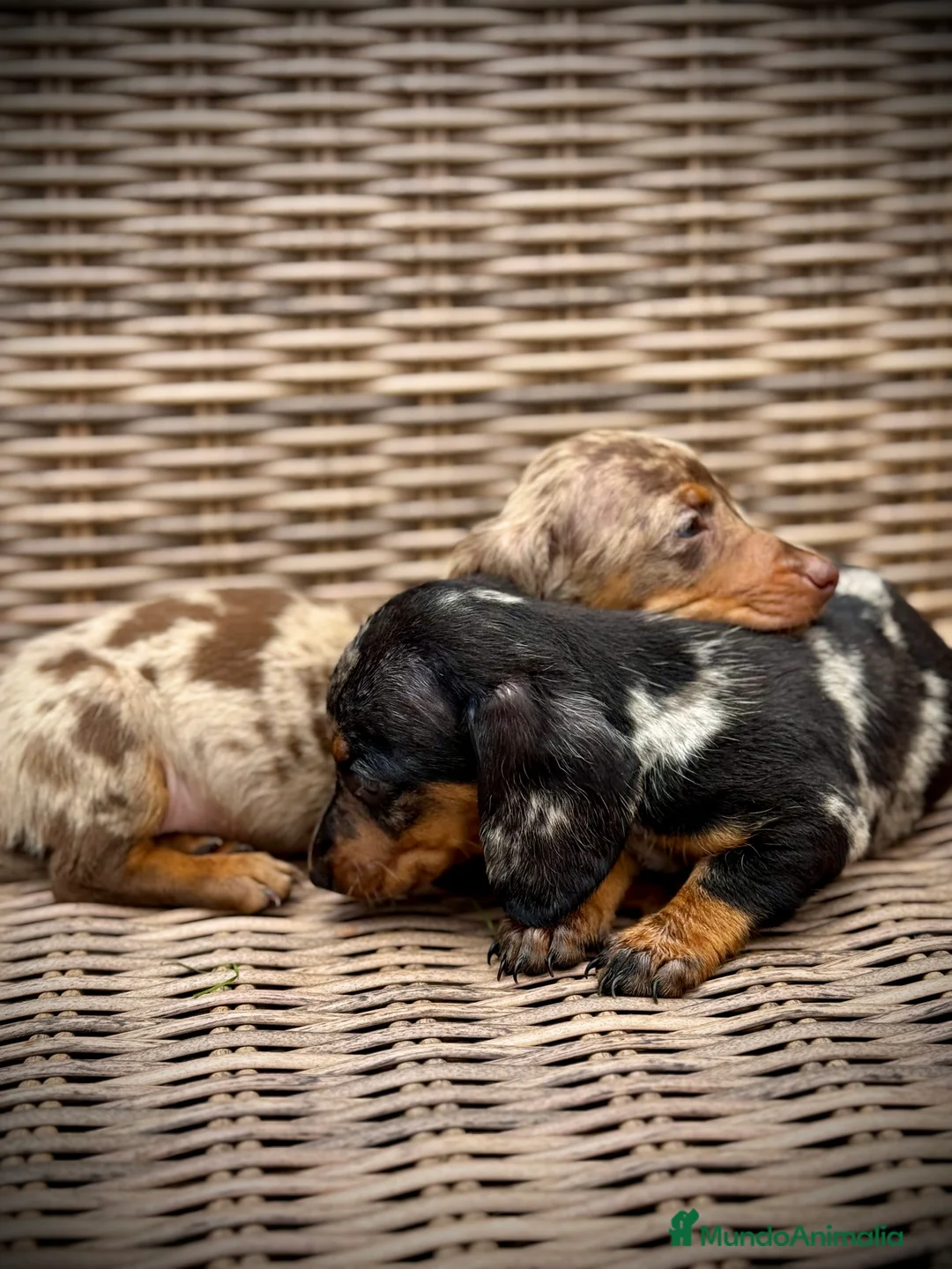 Teckel Miniatura perros en venta: Teckel mini - Anuncio 17