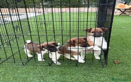 Fox Terrier de Pelo Liso perros en venta: Cachorros fox terrier pelo liso  - Anuncio 3