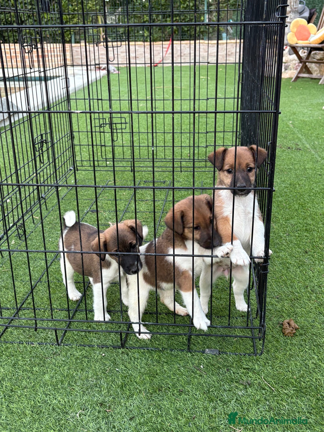 Fox Terrier de Pelo Liso perros en venta: Cachorros fox terrier pelo liso  - Anuncio 3
