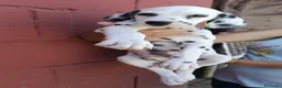 Dálmata perros en venta: Dalmata disponible🐾🐶 en Málaga - Anuncio 2