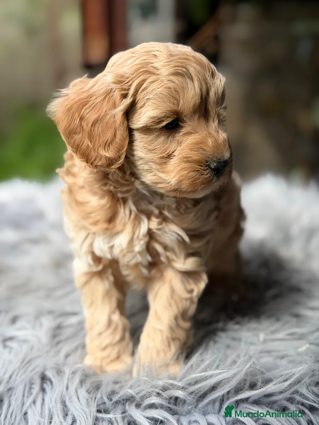 Maltipoo perros en venta: Maltipoo Toy macho  - Anuncio 1