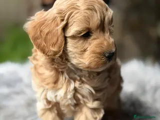 Maltipoo perros Maltipoo Toy macho - Anuncio 1