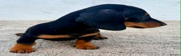 Teckel Miniatura perros en venta: Teckel kaninchen  - Anuncio 3