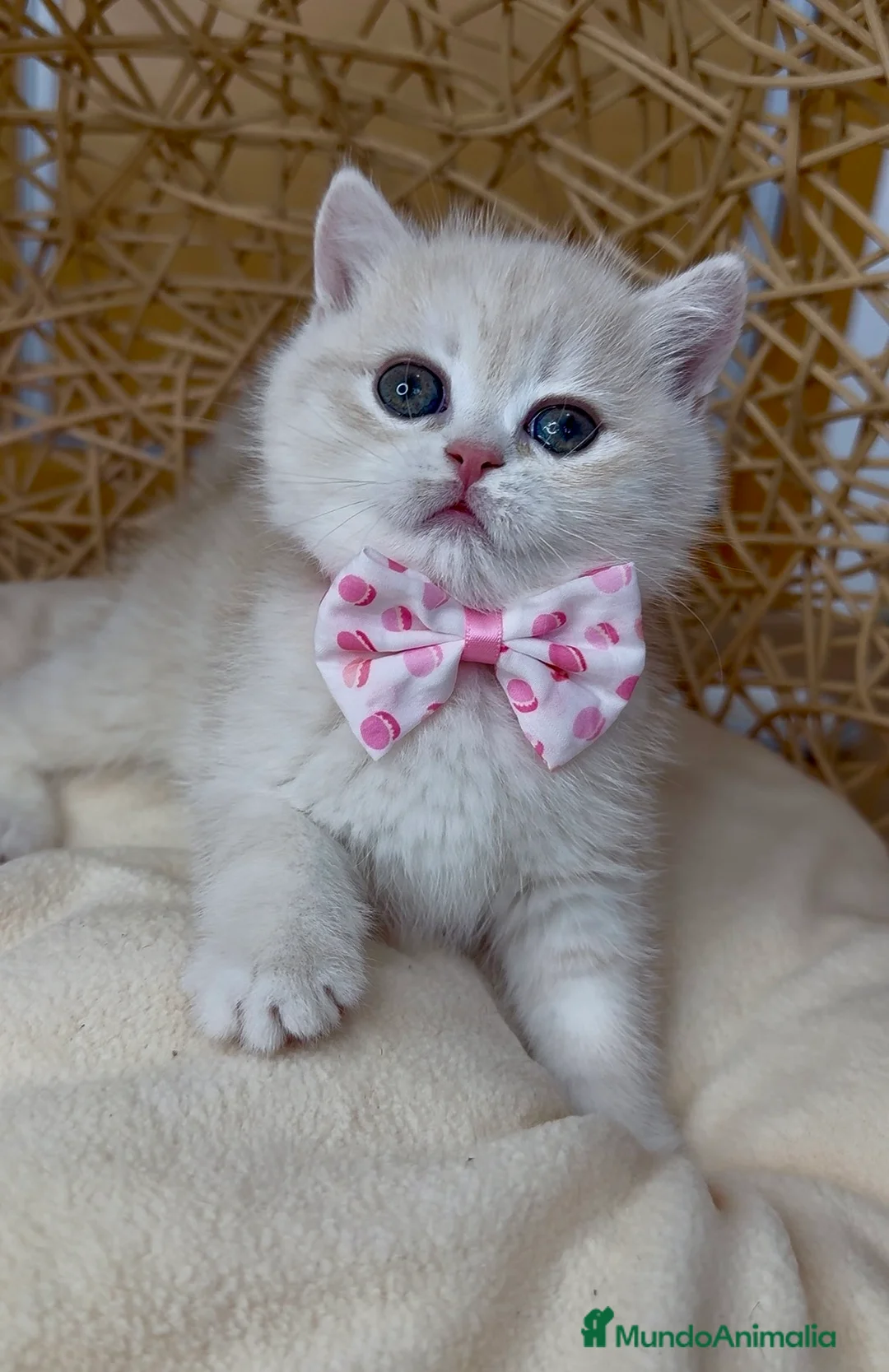 Británico de Pelo Corto gatos en venta: ✨ Últimos dos hermanitos disponibles ✨ - Anuncio 7