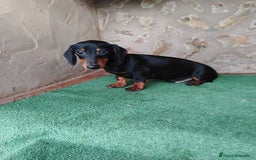 Teckel perros en venta: Cachorro macho teckel negro fuego  - Imagen 1
