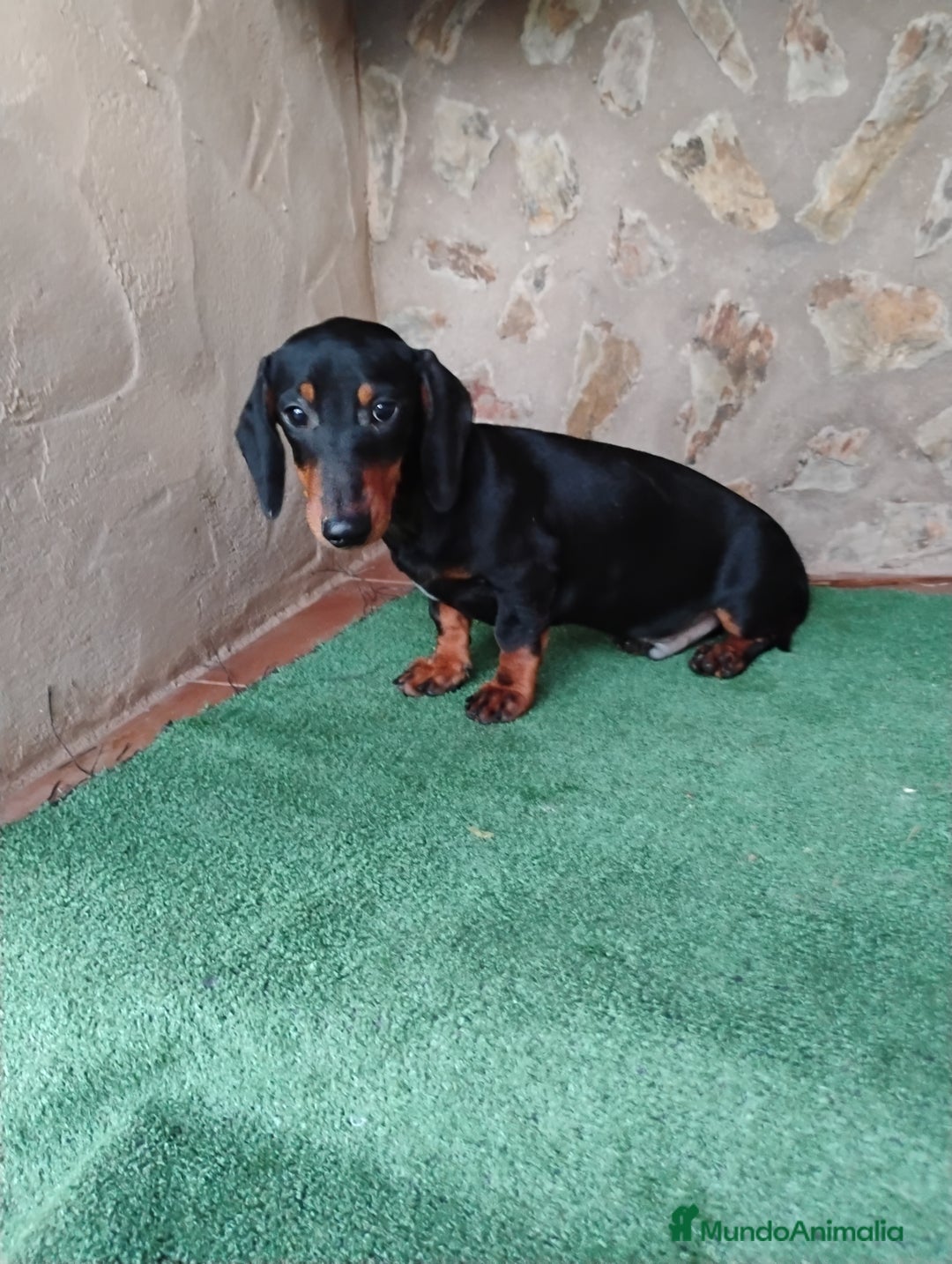 Teckel perros en venta: Cachorro macho teckel negro fuego  - Imagen 1