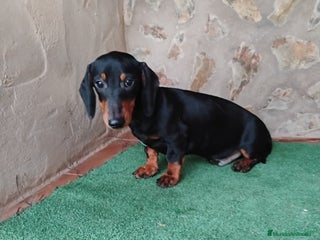 Teckel perros - Anuncio 2