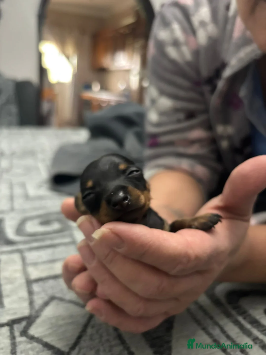 Pinscher Miniatura perros en venta: Hembra de mini pinche  - Anuncio 5