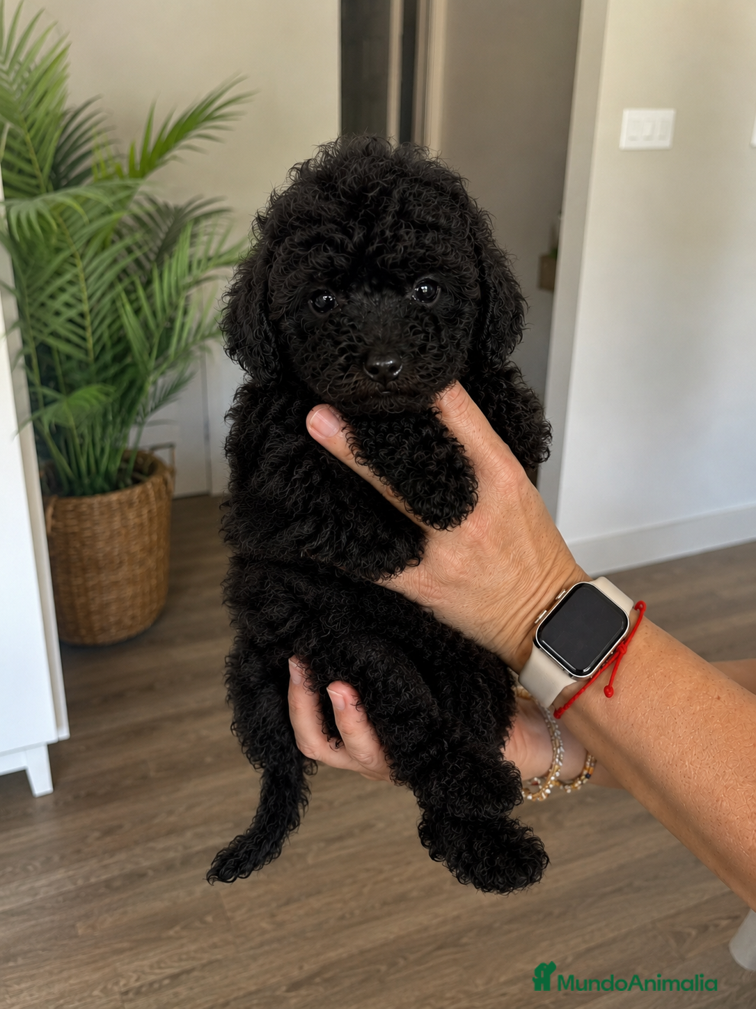 Caniche Toy perros en venta: Caniche Toy Negro Disponible 🖤🐩 - Anuncio 1