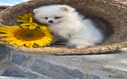 Pomerania perros en venta: Pomerania hembra toy pequeñita disponible  - Imagen 5