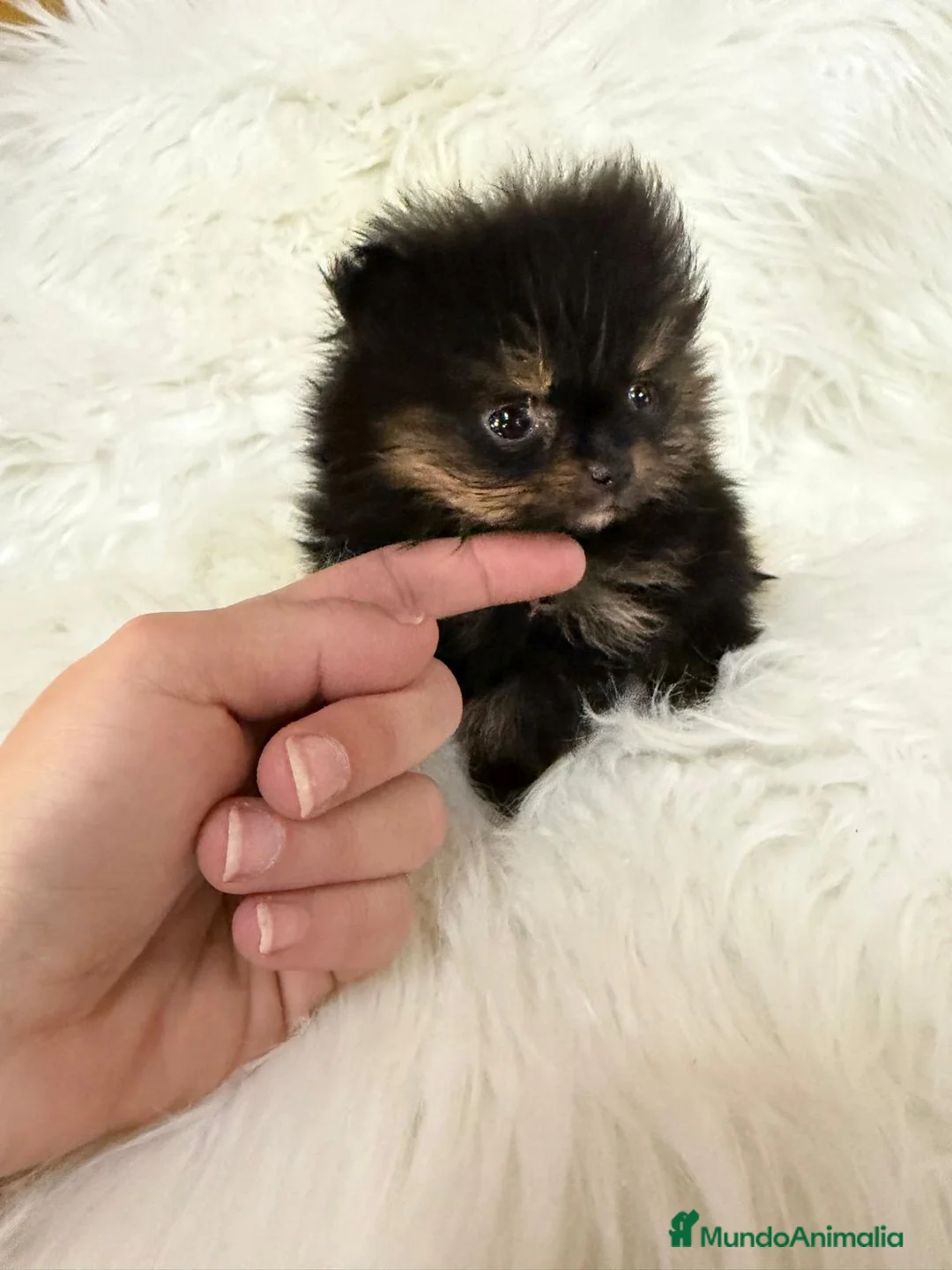Pomerania perros en venta: Pomerania microtoy - Anuncio 2