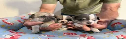 Chihuahua perros en venta: Cachorros chihuahua pelo corto - Anuncio 4