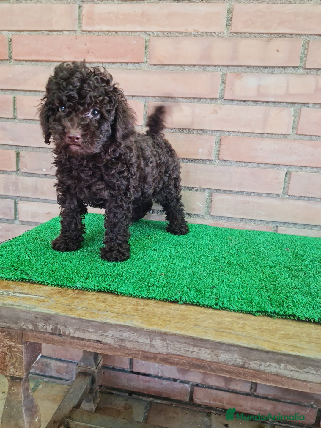 Caniche Enano perros en venta: Caniche - Imagen 21