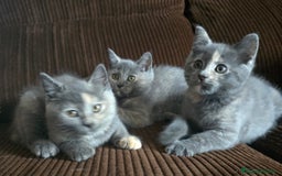 Británico de Pelo Corto gatos en venta: Gatcot.com - Imagen 3