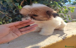 Raza Mixta perros en venta: Cachorrita Malvi - Imagen 10