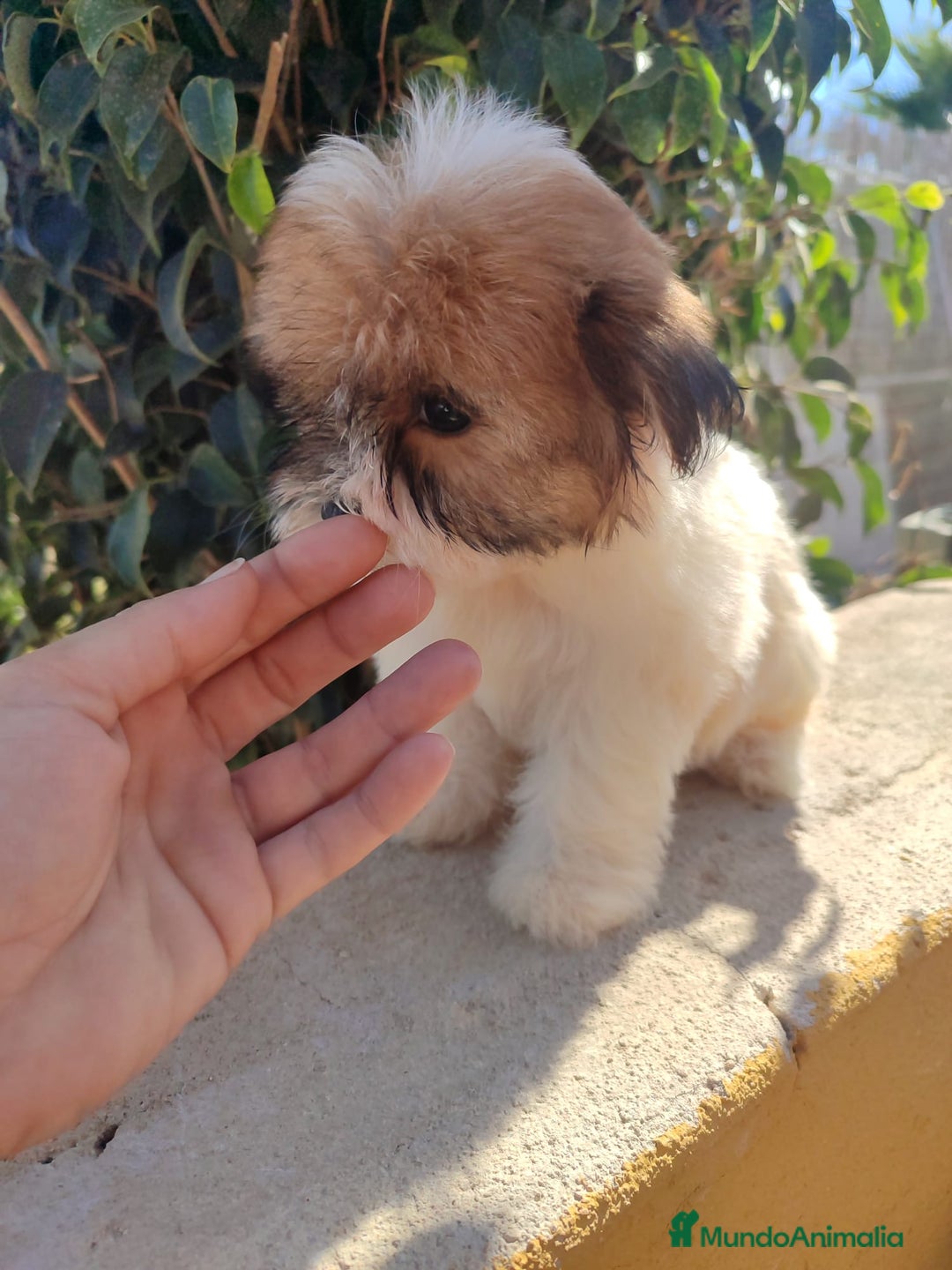 Raza Mixta perros en venta: Cachorrita Malvi - Imagen 10