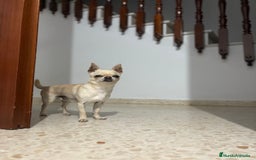 Chihuahua perros para monta: Monta  - Imagen 2
