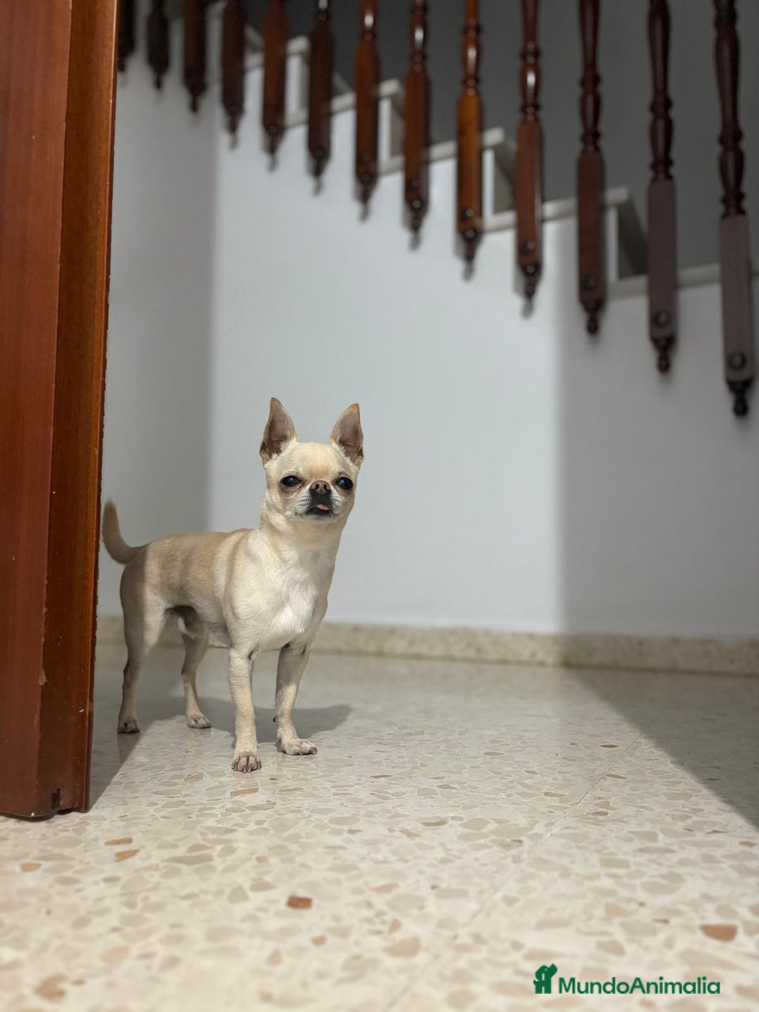 Chihuahua perros para monta: Monta  - Imagen 2