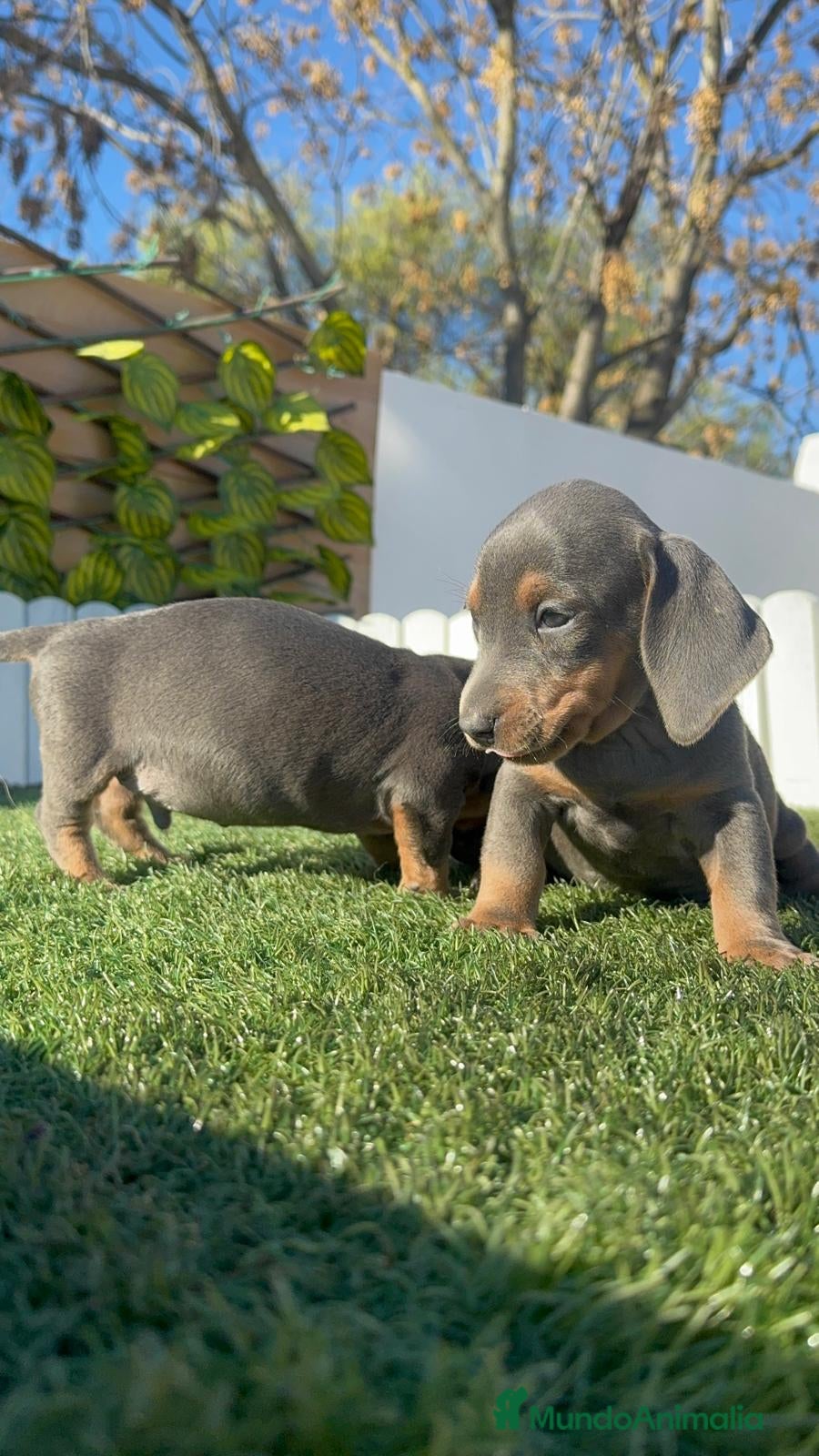 Teckel Miniatura perros TECKEL MINIATURA BLUE - Anuncio 2