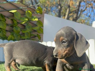 Teckel Miniatura perros TECKEL MINIATURA BLUE - Anuncio 2