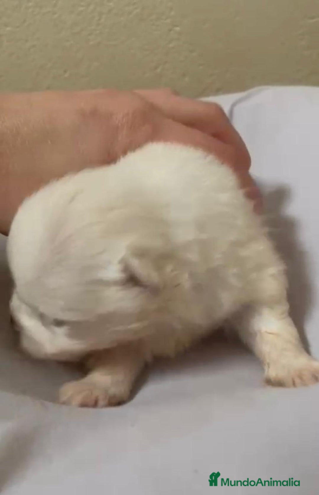 Pomerania perros en venta: Lulu pomerania toy - Anuncio 13