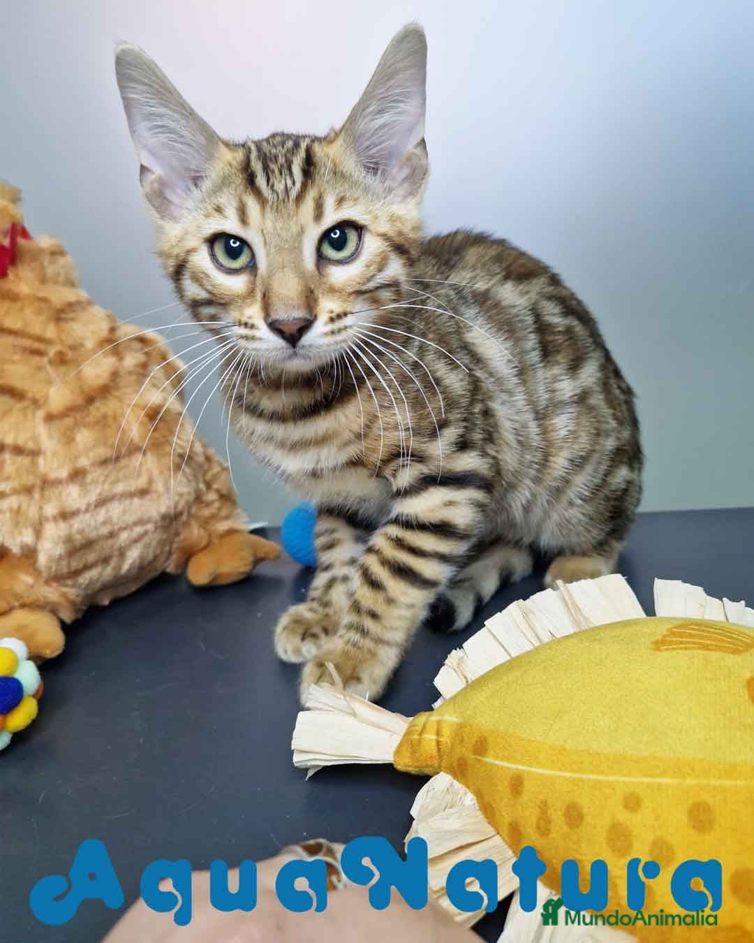 Bengalí gatos Bengali Macho 4605 AQUANATURA - Anuncio 2