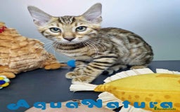 Bengalí gatos en venta: Bengali Macho 4605 AQUANATURA - Imagen 2