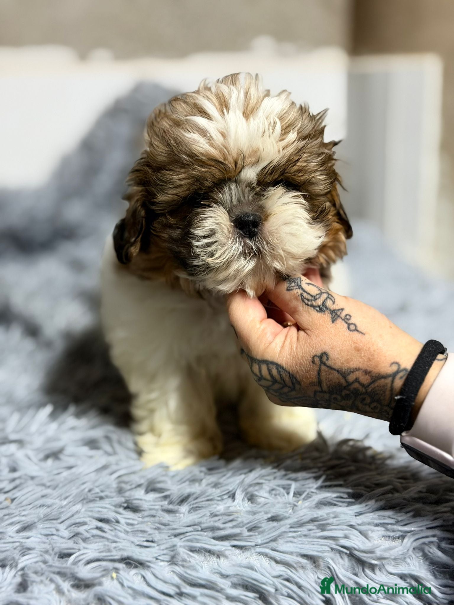 Shih Tzu perros SHIH TZU TRICOLOR - Anuncio 1